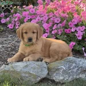 Hannah, Golden Retriever Puppy