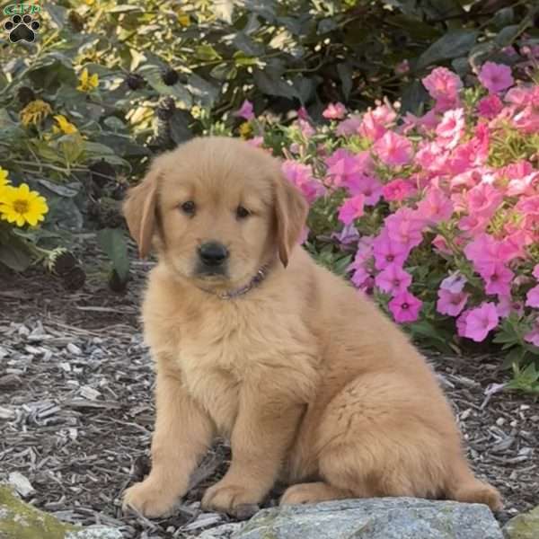 Hank, Golden Retriever Puppy