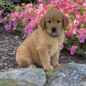 Hank, Golden Retriever Puppy