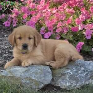 Hank, Golden Retriever Puppy