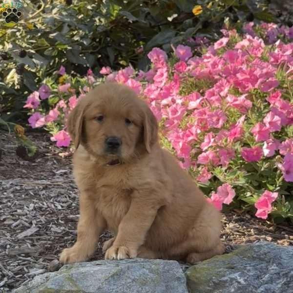 Hunter, Golden Retriever Puppy