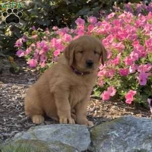 Hunter, Golden Retriever Puppy