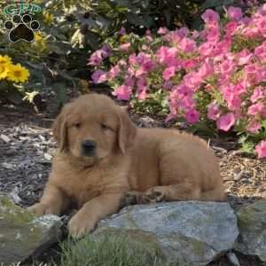 Hunter, Golden Retriever Puppy