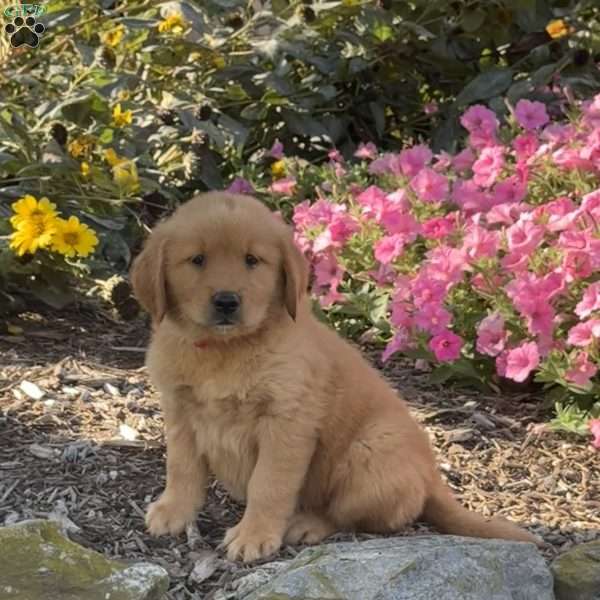 Hailey, Golden Retriever Puppy