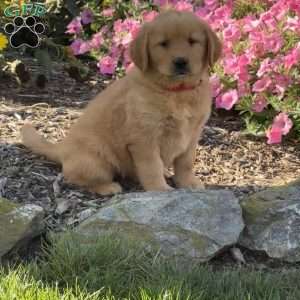 Hailey, Golden Retriever Puppy