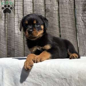 Grace, Rottweiler Puppy