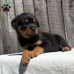 Grace, Rottweiler Puppy
