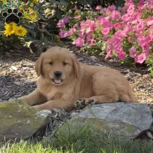 Hailey, Golden Retriever Puppy