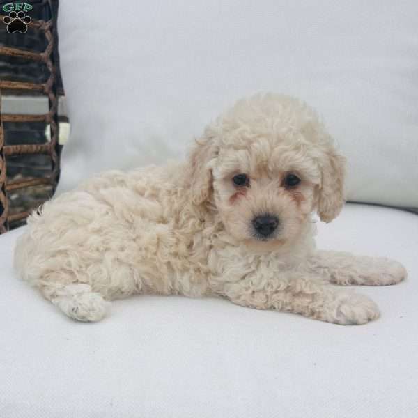 Snowflake, Toy Poodle Puppy