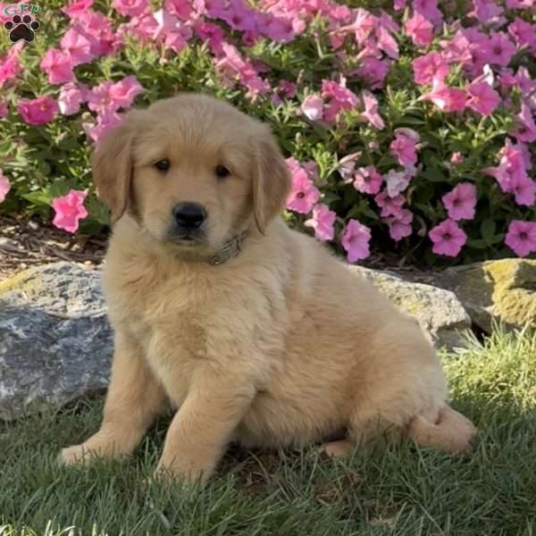 Henry, Golden Retriever Puppy