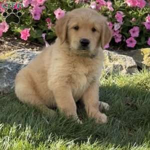 Henry, Golden Retriever Puppy