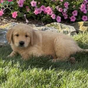 Henry, Golden Retriever Puppy