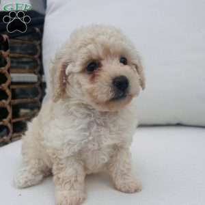 Snowflake, Toy Poodle Puppy