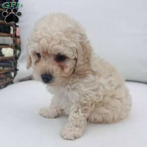Snowflake, Toy Poodle Puppy