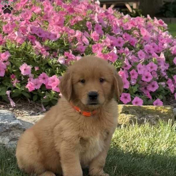 Harley, Golden Retriever Puppy