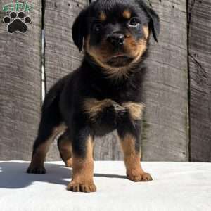 Grace, Rottweiler Puppy