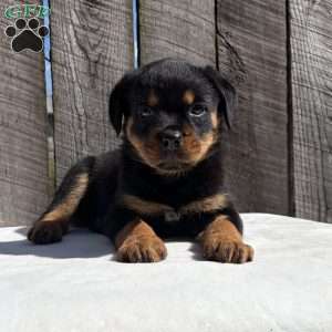 Grace, Rottweiler Puppy