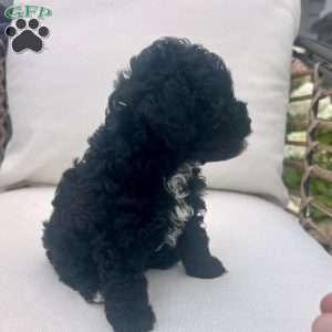 Lucky, Toy Poodle Puppy