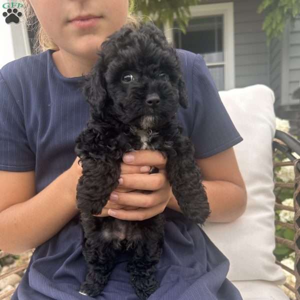 Lucky, Toy Poodle Puppy