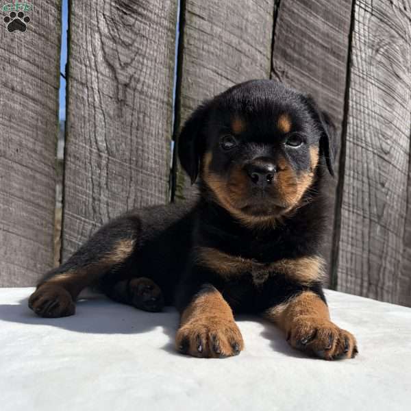 Grace, Rottweiler Puppy
