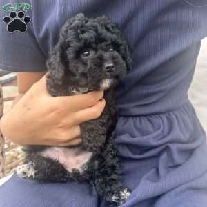 Lucky, Toy Poodle Puppy