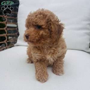 Teddy, Toy Poodle Puppy