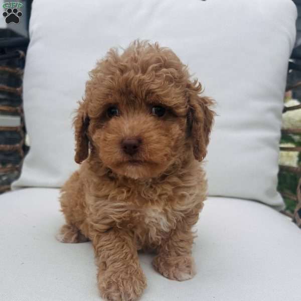 Teddy, Toy Poodle Puppy