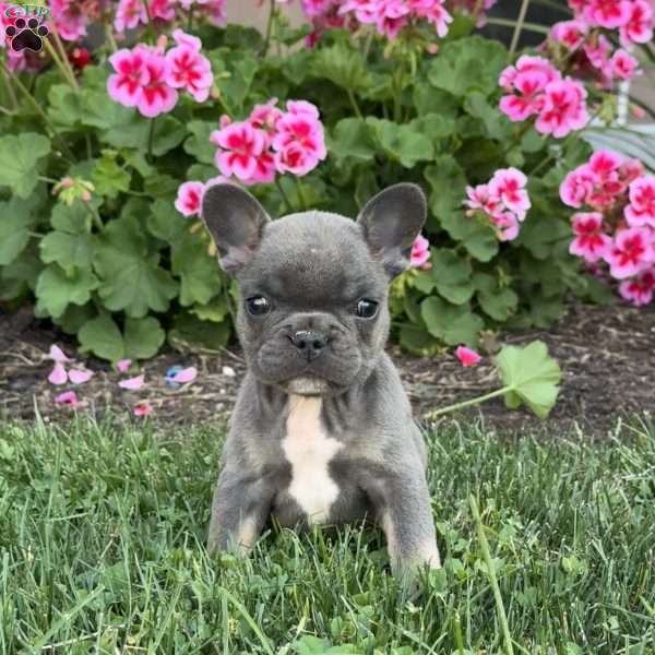 Abby, French Bulldog Puppy