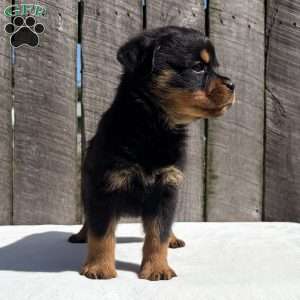 Deisel, Rottweiler Puppy