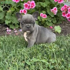 Abby, French Bulldog Puppy