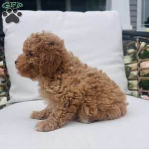 Teddy, Toy Poodle Puppy