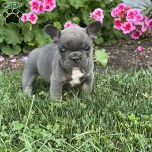 Abby, French Bulldog Puppy