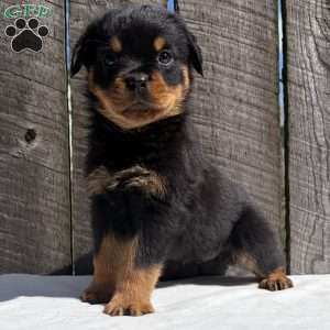 Deisel, Rottweiler Puppy