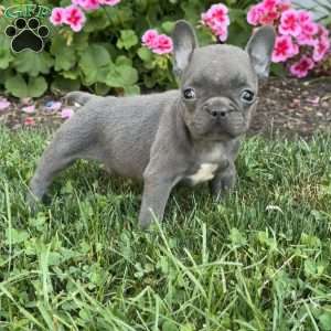 Axel, French Bulldog Puppy