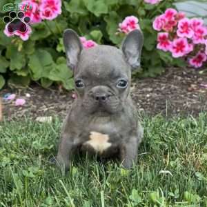 Axel, French Bulldog Puppy