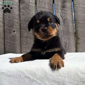 Deisel, Rottweiler Puppy