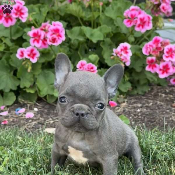 Axel, French Bulldog Puppy
