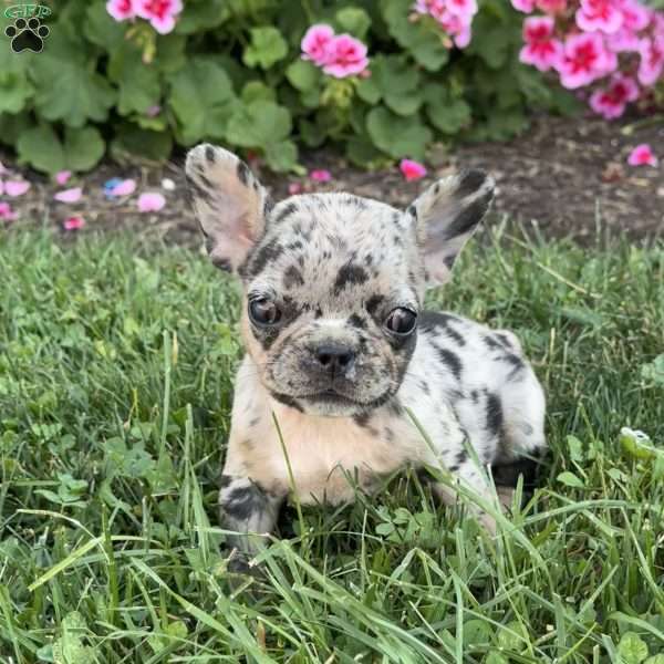 Angel, French Bulldog Puppy