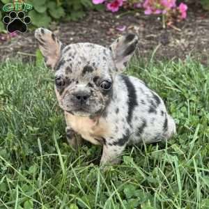 Angel, French Bulldog Puppy