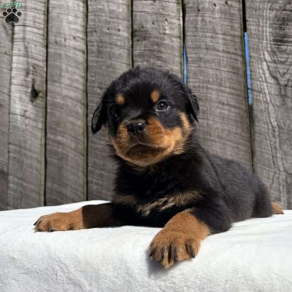 Deisel, Rottweiler Puppy