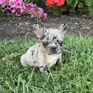 Angel, French Bulldog Puppy