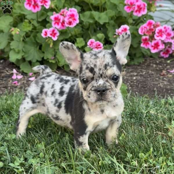 Annie, French Bulldog Puppy