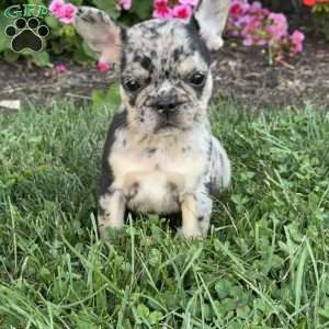 Annie, French Bulldog Puppy