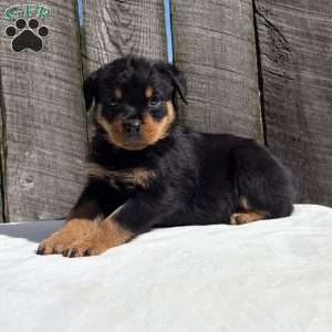 Rebba, Rottweiler Puppy
