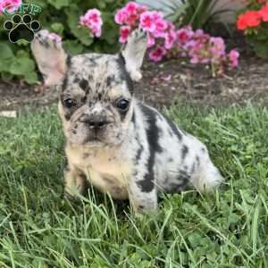 Annie, French Bulldog Puppy