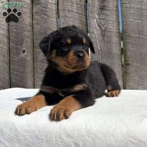 Rebba, Rottweiler Puppy