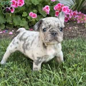 Andy, French Bulldog Puppy