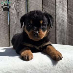 Rebba, Rottweiler Puppy