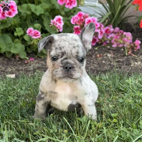 Andy, French Bulldog Puppy