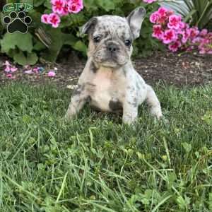 Andy, French Bulldog Puppy